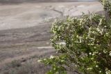 Spiraea hypericifolia. Часть кроны цветущего растения. Казахстан, Приаралье, метеоритный кратер Жаманшин. Первая половина мая 2017 г.