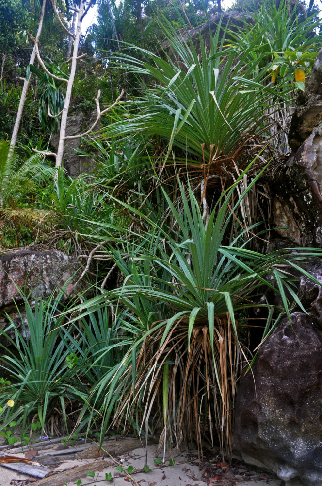 Изображение особи Pandanus tectorius.