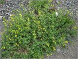 Medicago falcata. Цветущее растение. Чувашия, окр. г. Шумерля, ст. Кумашка, ж.-д. насыпь. 1 июня 2010 г.