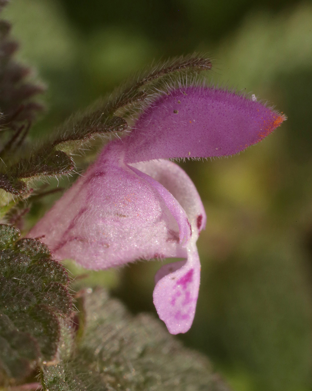 Изображение особи Lamium purpureum.