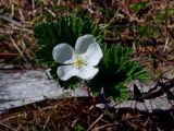 Rubus chamaemorus. Верхушка цветущего побега. Магаданская обл., окр. г. Магадан, п-ов Старицкого, моховое болото в горной тундре. 06.07.2018.