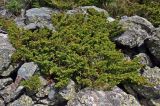 Juniperus sibirica. Растение на каменистой осыпи. Алтай, Катунский хребет, берег оз. Поперечное, ≈ 1800 м н.у.м. 02.07.2018.