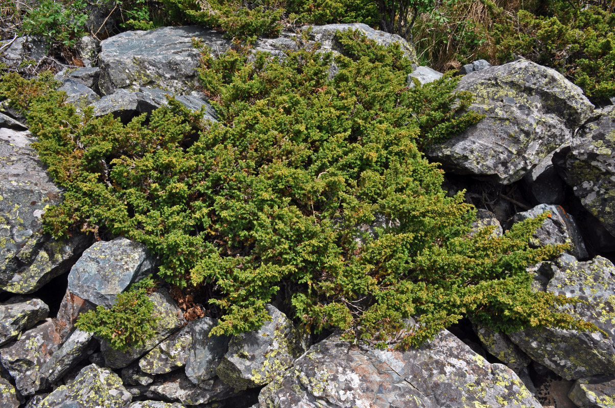 Изображение особи Juniperus sibirica.