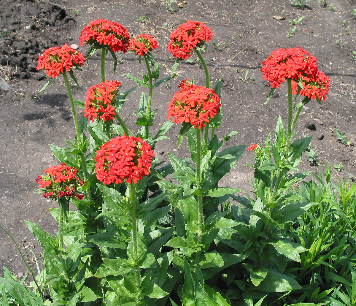 Изображение особи Lychnis chalcedonica.