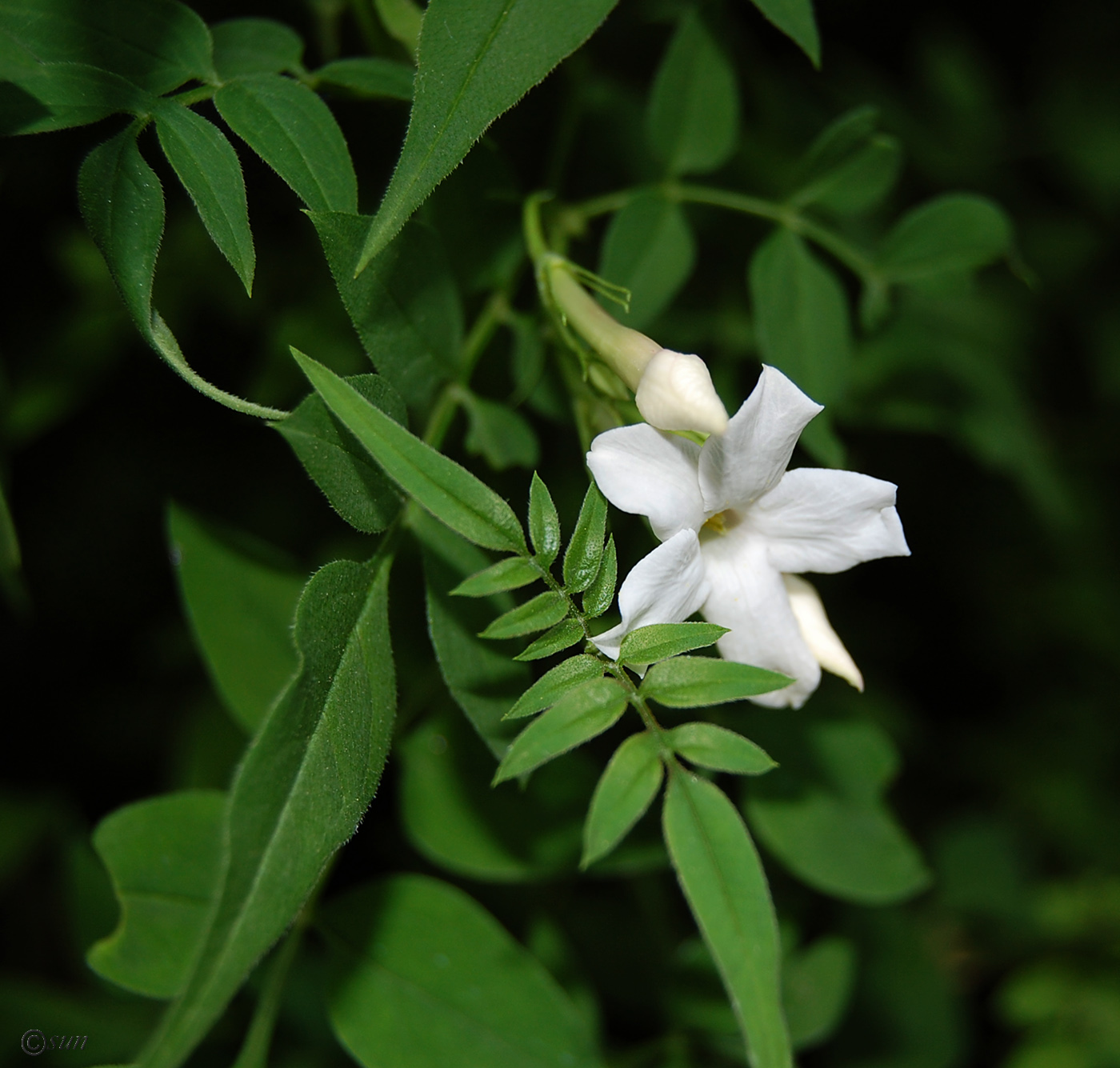 Изображение особи Jasminum officinale.