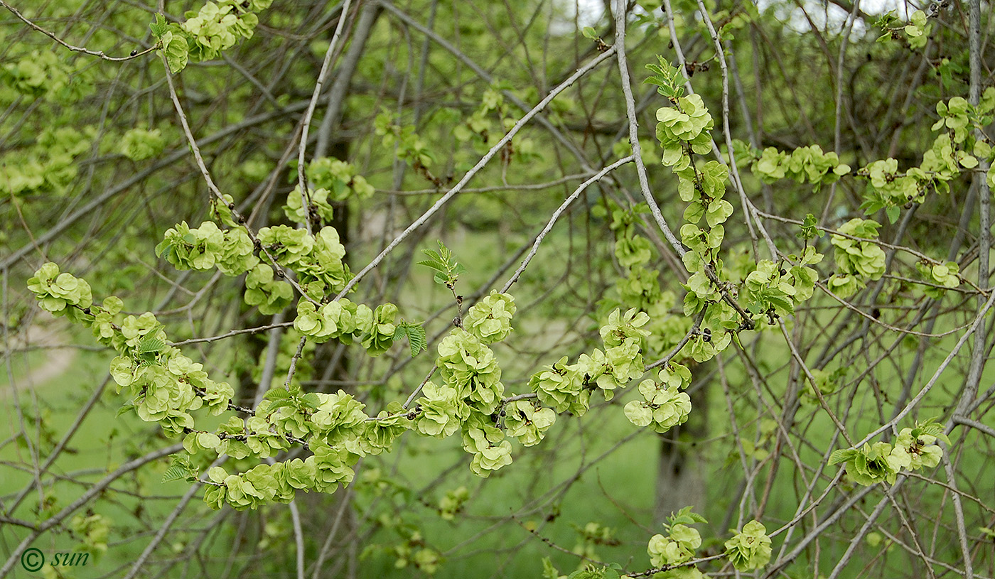 Изображение особи Ulmus pumila.