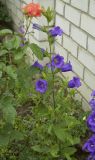 Campanula medium