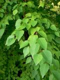 Betula dauurica