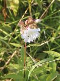 Saponaria officinalis f. pleniflora