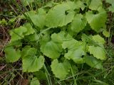 Doronicum carpaticum