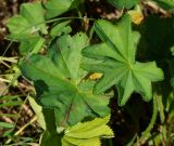 genus Alchemilla