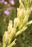 Astragalus asper