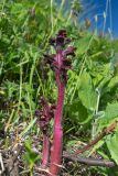 Orobanche campanulae