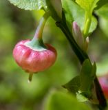 Vaccinium myrtillus