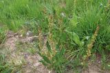 род Rumex