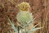 Cirsium turkestanicum. Верхушка побега с соплодием. Узбекистан, Ташкентская обл., южный склон Чаткальского хребта, бассейн р. Ахангаран, окр. г. Янгиабад, правый глинистый склон р. Каттасай. 09.09.2023.