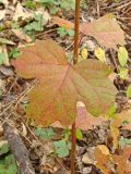 Viburnum sargentii. Часть побега с листьями в осенней окраске. Хабаровский край, окр. г. Комсомольск-на-Амуре, смешанный лес с преобладанием берёзы (Betula). 27.09.2023.