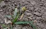 Carex melanantha