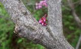 Cercis siliquastrum