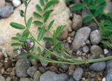 Astragalus filicaulis