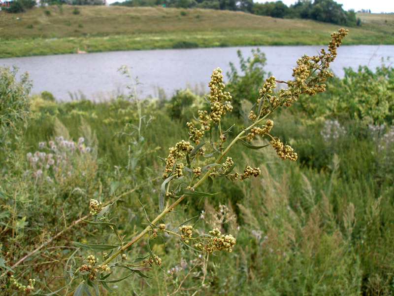 Изображение особи Artemisia dracunculus.