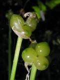 Image of taxon representative. Author is Сергей Майоров