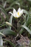 Tulipa bifloriformis