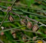 Helianthemum vesicarium