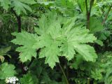 Heracleum sosnowskyi