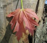 Acer saccharinum