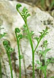 Asplenium ruta-muraria