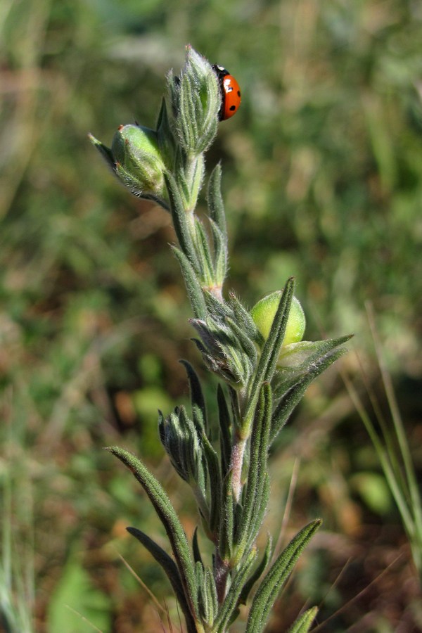 Image of Helianthemum lasiocarpum specimen.