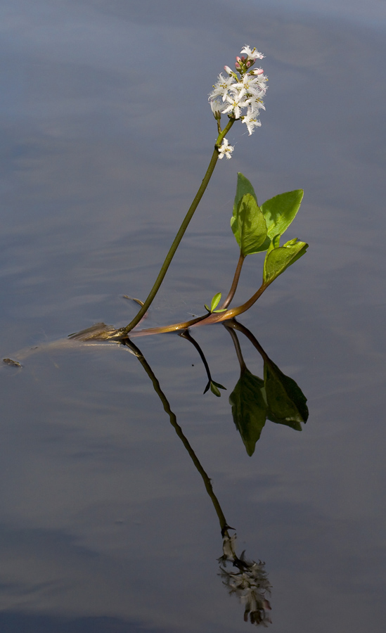 Изображение особи Menyanthes trifoliata.