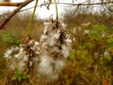 Salix pentandra. Соплодия. Чувашия, окр. г. Шумерля, пойма р. Паланка, садовое товарищество. 15 октября 2013 г.