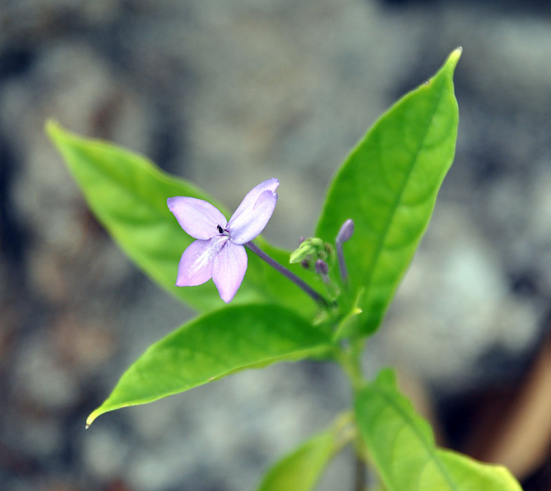 Изображение особи Pseuderanthemum crenulatum.