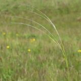 Stipa lessingiana. Соцветие. Ростовская обл., Неклиновский р-н, Николаевское с/п, балка. 10.05.2014.