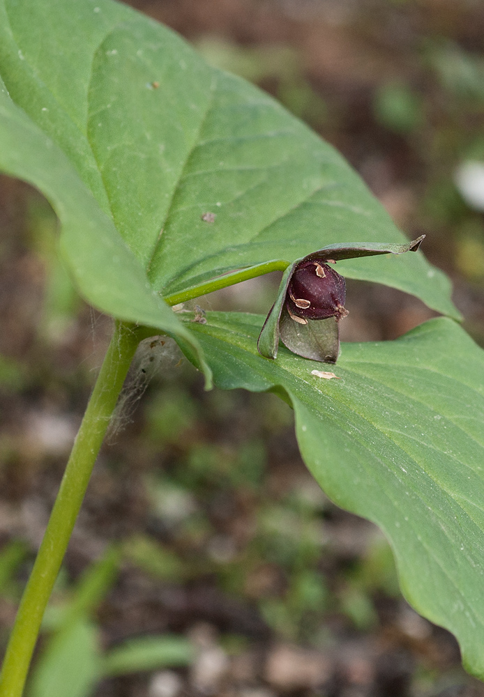 Изображение особи Trillium smallii.