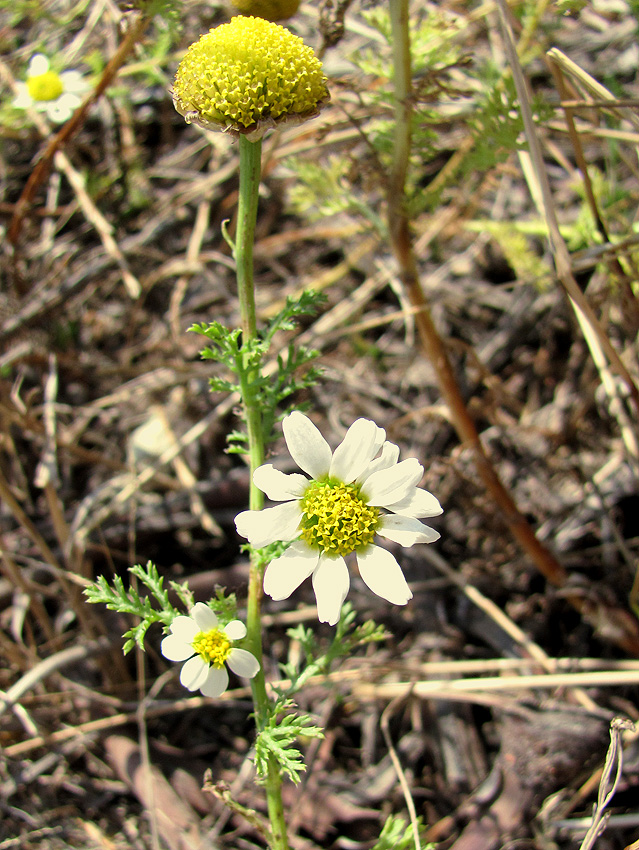 Изображение особи Anthemis dumetorum.