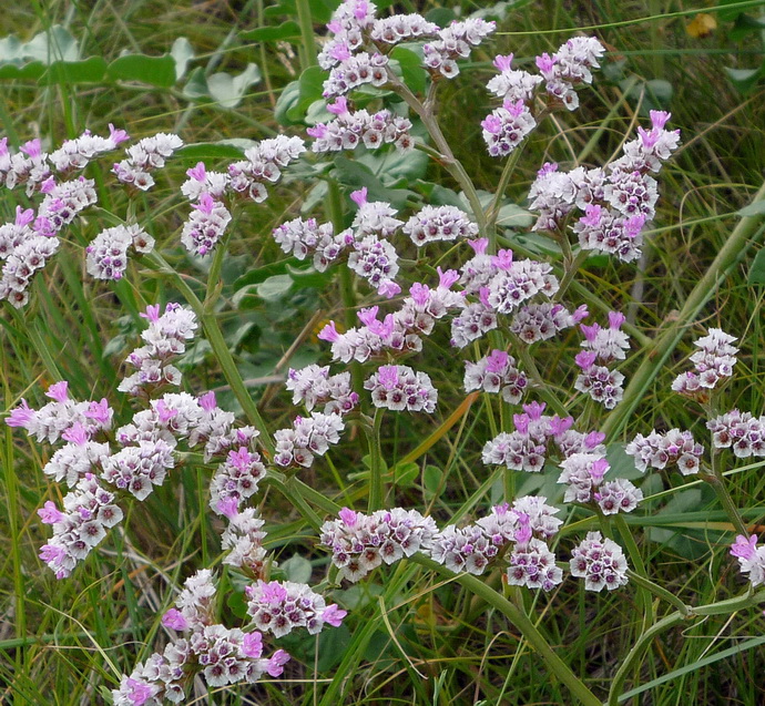 Изображение особи Goniolimon speciosum.