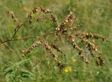 Aconogonon alpinum. Соплодие. Восточный Казахстан, Глубоковский р-н, окр. с. Тарханка, южный склон сопки. 23.06.2015.