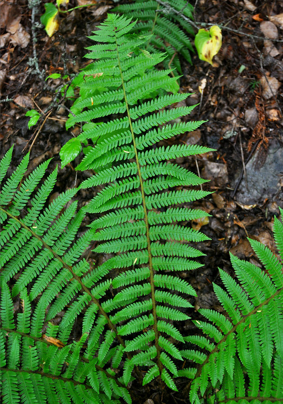 Изображение особи Dryopteris crassirhizoma.