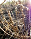 Plantago tenuiflora. Часть высохшего эфемера. Алтайский край, Центральная Кулунда, юго-восточные окр. оз. Кучукское, урочище \"Плотская Ляга\"; однолетнесолянковый эфемеретум на заливных солончаковых пустошах по пологому северному борту плоского временного водоёма. 16 августа 2015 г.