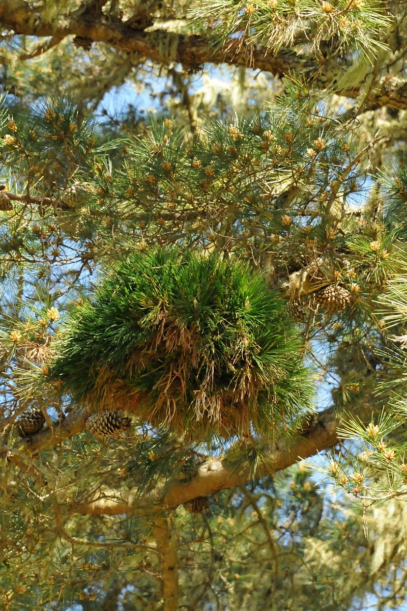 Изображение особи Pinus radiata.