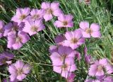 Dianthus repens. Цветки. Якутия (Саха), Нерюнгринский р-н, берег р. Чульман около а/м моста. 24.06.2008.