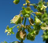 Rumex longifolius