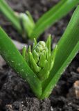 род Ornithogalum