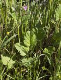 Erodium malacoides