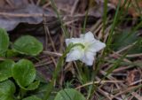 Moneses uniflora