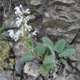 Salvia verbascifolia