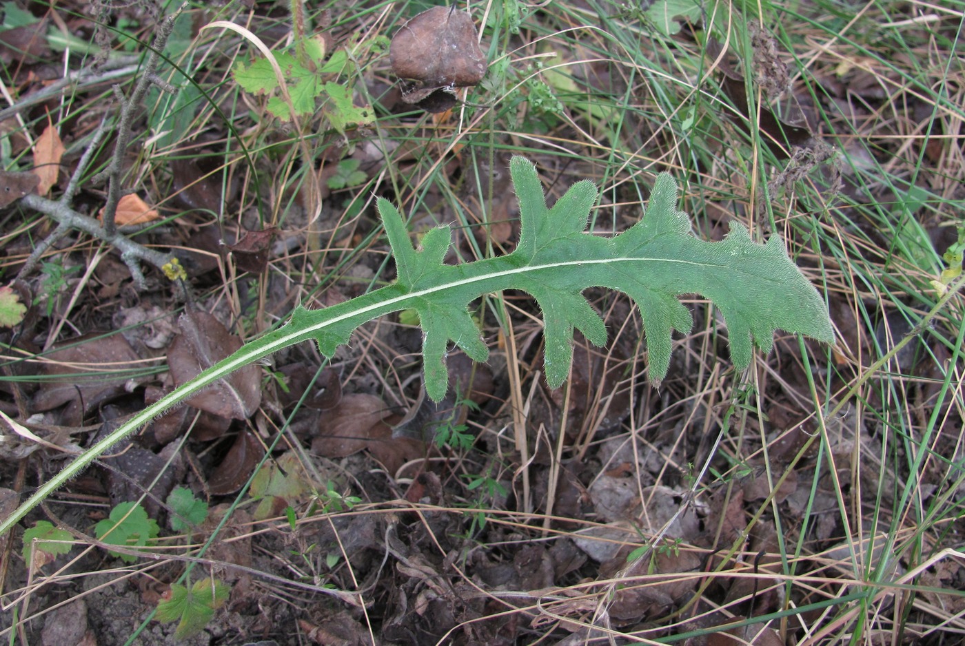 Изображение особи Cirsium vulgare.